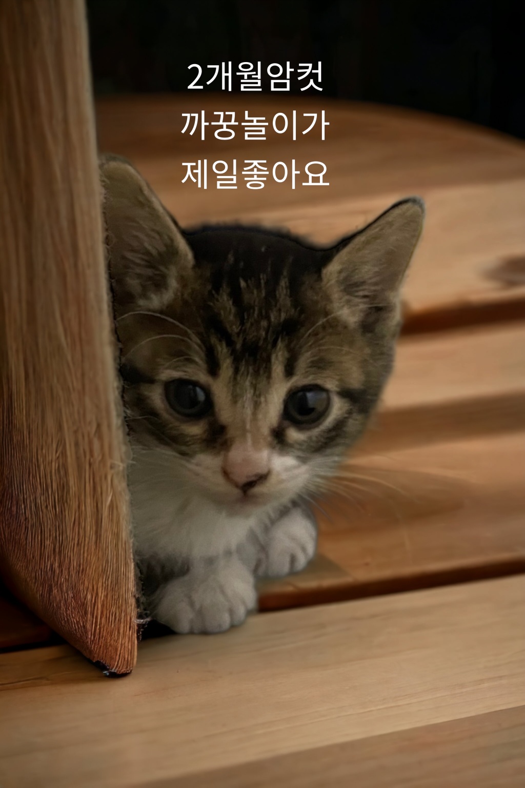 성주유기동물보호센터_447521202300179